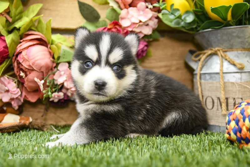 Elliot – Pomsky puppy for sale in Arthur, IL