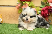 Kolton, a male Pomeranian for sale in Arthur, IL – 4 of 6
