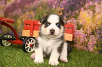 Bear, a male Miniature Bernedoodle for sale in Arthur, IL – 2 of 8