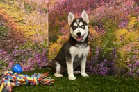 Summer, a female Pomsky for sale in Arthur, IL – 3 of 7