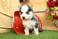 Abel, a male Pomsky for sale in Arthur, IL – 3 of 7