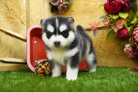 Elsie, a female Pomsky for sale in Arthur, IL – 4 of 8