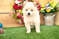 Harley, a male Pomsky for sale in Arthur, IL – 5 of 8