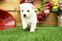 Erik, a male Pomsky for sale in Arthur, IL – 2 of 7