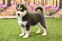 Emmett, a male Pomsky for sale in Arthur, IL – 2 of 6