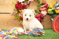 Della, a male Pomsky for sale in Arthur, IL – 1 of 9