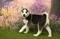 Sadie, a female Pomsky for sale in Arthur, IL – 3 of 6