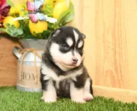 Abby, a female Pomsky for sale in Arthur, IL – 3 of 8