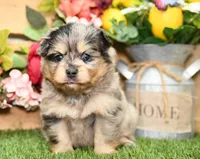 Rayna, a female Pomeranian for sale in Arthur, IL – 1 of 6