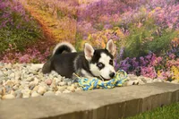 Sadie, a female Pomsky for sale in Arthur, IL – 4 of 6