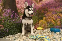 Summer, a female Pomsky for sale in Arthur, IL – 5 of 7