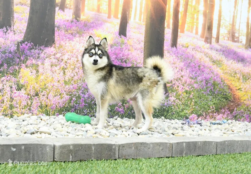 Babe – Pomsky puppy for sale in Arthur, IL