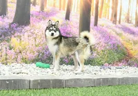 Babe, a female Pomsky for sale in Arthur, IL – 1 of 3