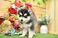 Elsie, a female Pomsky for sale in Arthur, IL – 2 of 6
