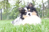 Rayna, a female Pomeranian for sale in Arthur, IL – 5 of 6