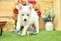 Erik, a male Pomsky for sale in Arthur, IL – 4 of 6