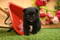 Milo, a male Pomeranian for sale in Arthur, IL – 7 of 9