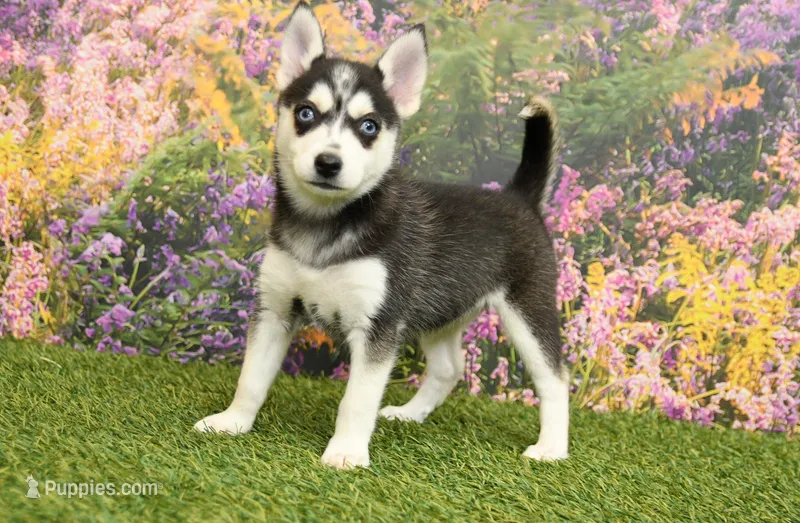 Summer – Pomsky puppy for sale in Arthur, IL