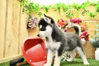 Edwin, a male Pomsky for sale in Arthur, IL – 5 of 10