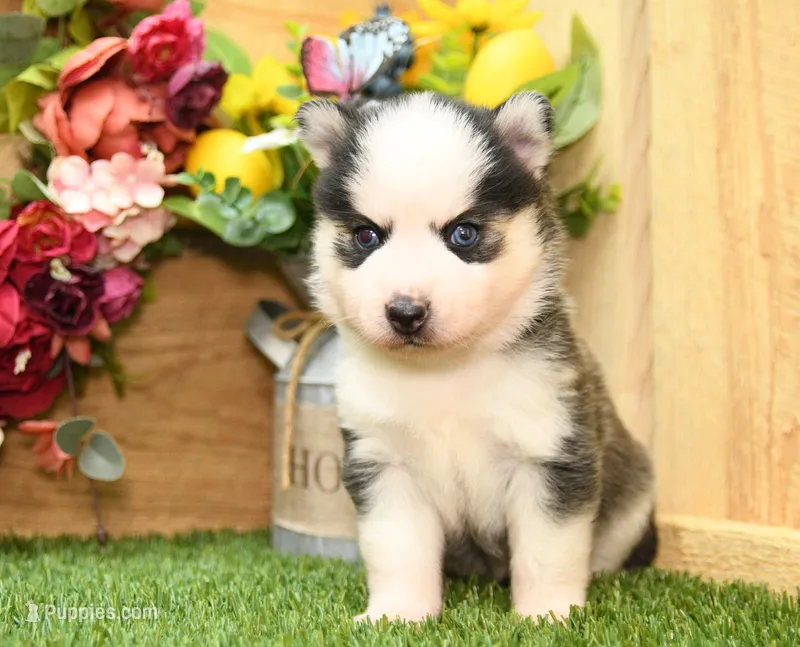 Abel – Pomsky puppy for sale in Arthur, IL