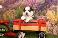 Bear, a male Miniature Bernedoodle for sale in Arthur, IL – 6 of 8
