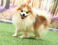 Gus, a male Pomeranian for sale in Arthur, IL – 8 of 8