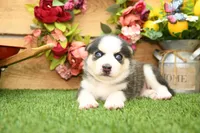 Bear, a male Miniature Bernedoodle for sale in Arthur, IL – 8 of 8