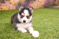 Hugo, a male Pomsky for sale in Arthur, IL – 4 of 10