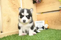 Stetson, a male Pomsky for sale in Arthur, IL – 2 of 7