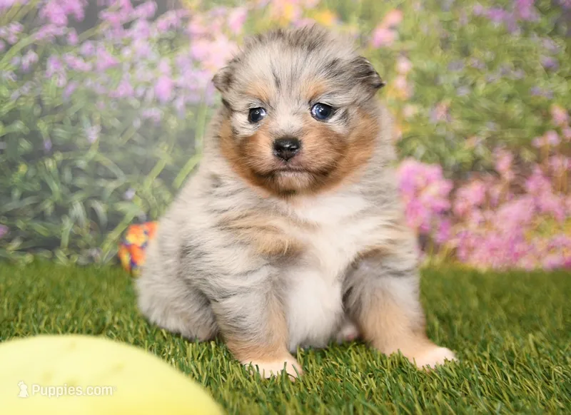 Rosie – Pomeranian puppy for sale in Arthur, IL