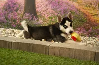 Sadie, a female Pomsky for sale in Arthur, IL – 2 of 8