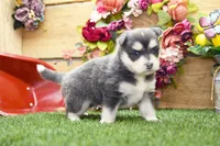 Enzo, a male Pomsky for sale in Arthur, IL – 3 of 9