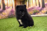 Milo, a male Pomeranian for sale in Arthur, IL – 2 of 8
