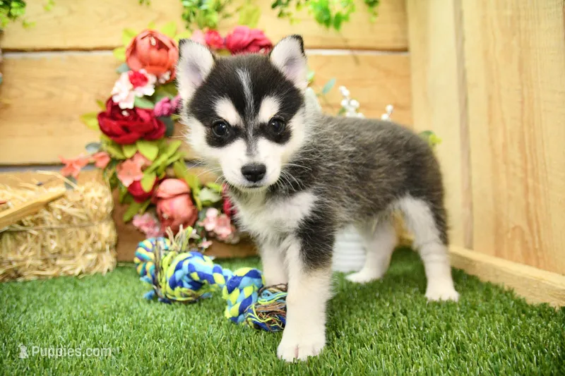 Edwin – Pomsky puppy for sale in Arthur, IL