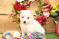 Della, a male Pomsky for sale in Arthur, IL – 5 of 9