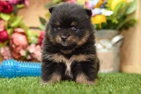 Georgia, a female Pomeranian for sale in Arthur, IL – 3 of 9