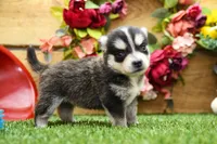 Edwin, a male Pomsky for sale in Arthur, IL – 2 of 7