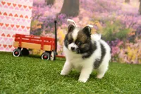 Easton, a male Pomeranian for sale in Arthur, IL – Photo 3 of 7