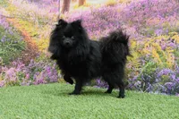 Easton, a male Pomeranian for sale in Arthur, IL – Photo 6 of 7