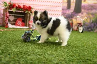 Easton, a male Pomeranian for sale in Arthur, IL – Photo 5 of 7