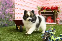 Easton, a male Pomeranian for sale in Arthur, IL – Photo 1 of 7