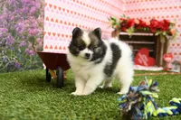 Easton, a male Pomeranian for sale in Arthur, IL – Photo 4 of 7