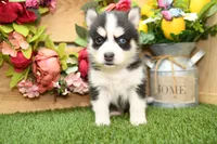 Stetson, a male Pomsky for sale in Arthur, IL – 3 of 7