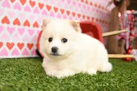 processed/437974a7-a463-427c-8264-8e668b295d69/listing/78b672f2-c8c8-4d79-8684-db3bc092056f/70ef4cb9-a19e-4cb4-95a8-8bd542d8a873