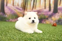 processed/437974a7-a463-427c-8264-8e668b295d69/listing/78b672f2-c8c8-4d79-8684-db3bc092056f/e1305424-56c1-41ab-96a4-fd0c93a265a4