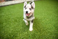 Adam, a male Pomsky for sale in Arthur, IL – 3 of 7