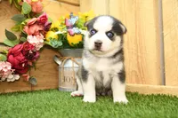 Bear, a male Miniature Bernedoodle for sale in Arthur, IL – 7 of 8