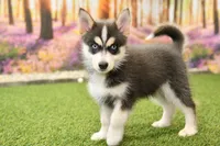 Emmett, a male Pomsky for sale in Arthur, IL – 3 of 6