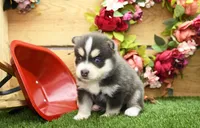 Emmett, a male Pomsky for sale in Arthur, IL – 7 of 9