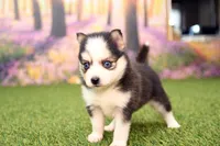 Hugo, a male Pomsky for sale in Arthur, IL – 7 of 9